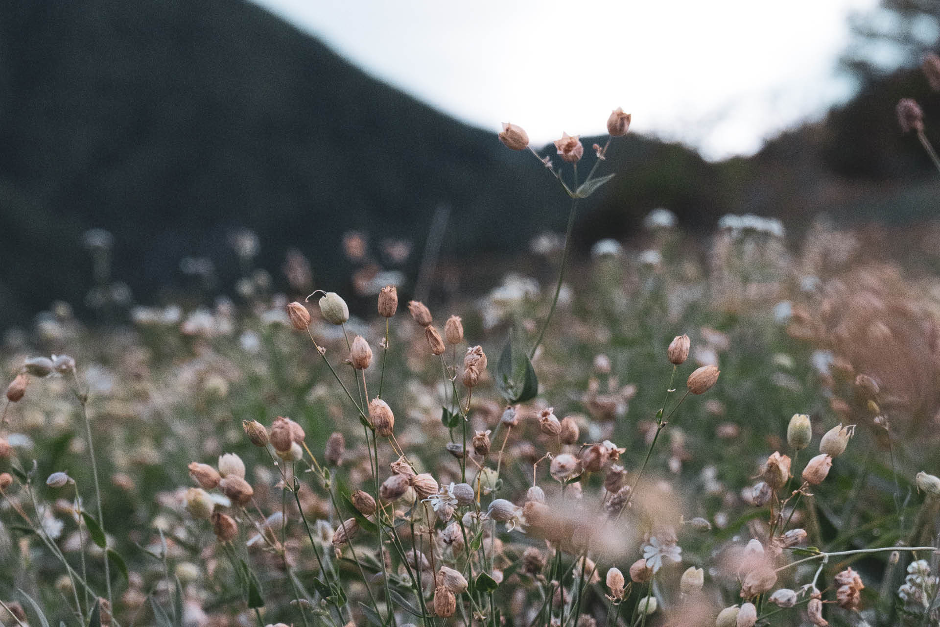 berggasthof-steckholzer-sommer-blumenwiese